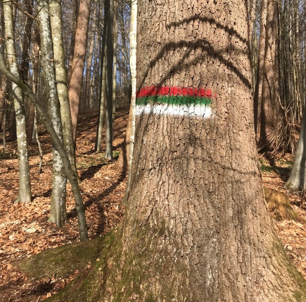 kleine Überraschung im Wald